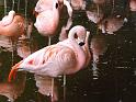 Flamingos (3)